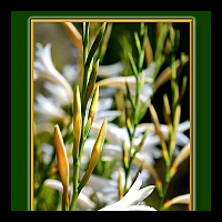 5x7 White lilies wFaires